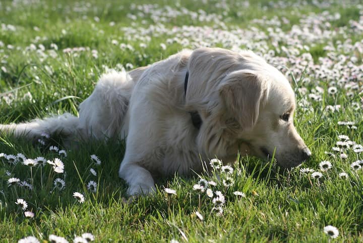 Villa Vitalba-1700 casa e vinícola a 1h de Milão