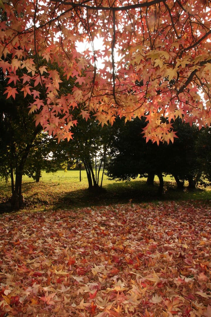 Villa Vitalba-1700 casa e vinícola a 1h de Milão